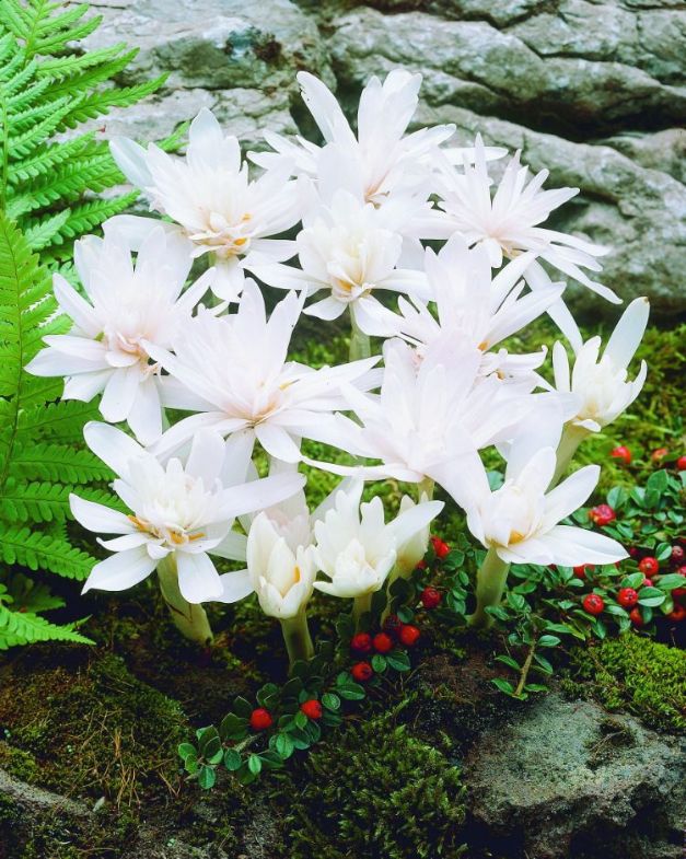Colchicum Alboplena